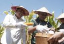 7,5 Ton Jagung di Sidoarjo Dihasilkan Dari Program Ketahanan Pangan Yang Diinisiasi Polri di Kuartal III 2025 Ini
