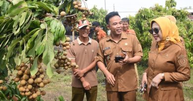 Dari Lahan Tidur Jadi Ladang Cuan, Wabup Sidoarjo Soroti Kebun Klengkeng Tulangan
