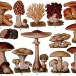 Jamur Tumbuh di Seluruh Bagian Tubuh