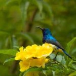 Yuk Lihat Pameran Flora-Fauna Surabaya