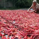 Harga Anjlok, Pengepul Lempar Cabai ke Ibu Kota