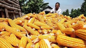 Bank Dunia : Harga Pangan Global meningkat