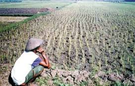 Tanaman Sawah saat Nya di Asuransikan