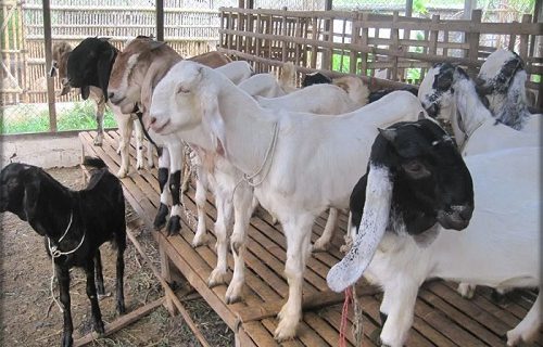 Peternak kambing meminta permodalan Pemerintah Surabaya