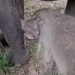 Diduga Terpapar EEHV, Penyebab Kematian Dumbo Gajah Milik KBS