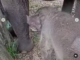 Diduga Terpapar EEHV, Penyebab Kematian Dumbo Gajah Milik KBS