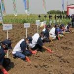 PTPN X bersama PT Petrokimia Gresik targetkan salurkan 15.693 ton pupuk program makmur