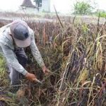 Beras sehat untuk penderita diabetes, Petani Kediri budi daya padi “Black Madras”