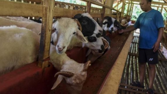 Pemkot JAKPUS Melarang Keras Pedagang Menjual Hewan Kurban Di Fasilitas Umum