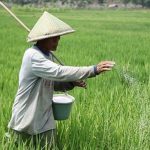 Saat subsidi dicabut Diperta himbau petani Probolinggo gunakan pupuk kandang