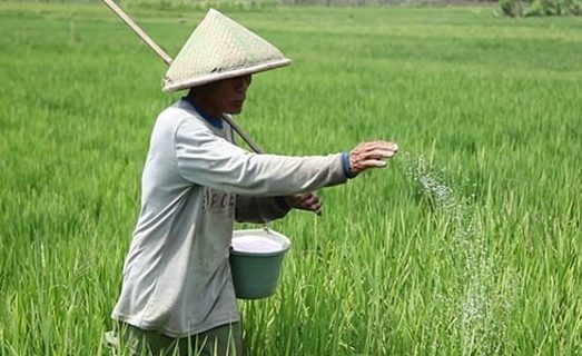 Saat subsidi dicabut Diperta himbau petani Probolinggo gunakan pupuk kandang