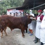 Abdul Latif : Pemkab Bangkalan Dibantu TNI/Polri Untuk Vaksinasi PMK