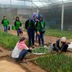 Benih nanas PK-1 di kembangkan Pemkab Kediri