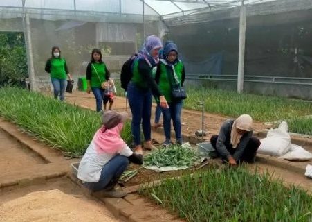 Benih nanas PK-1 di kembangkan Pemkab Kediri