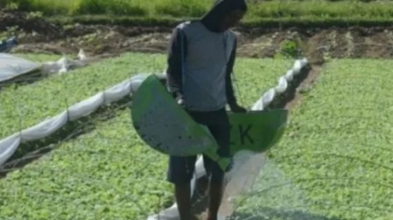 198.540 ton alokasi pupuk subsidi tambahan untuk petani Jatim