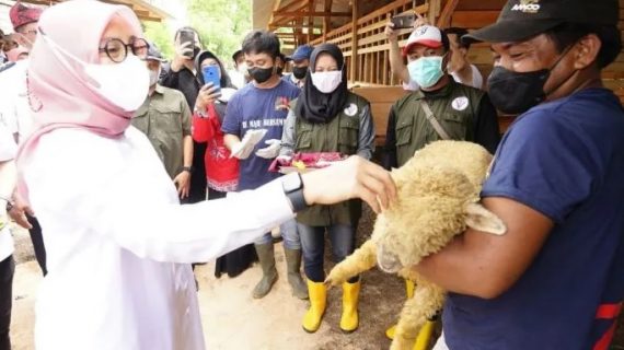 Semangat Anak Muda Beternak Domba Diapresiasi Pemkab Banyuwangi