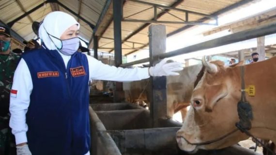 Pemprof Jatim  upayakan cegah penyakit LSD pada hewan ternak